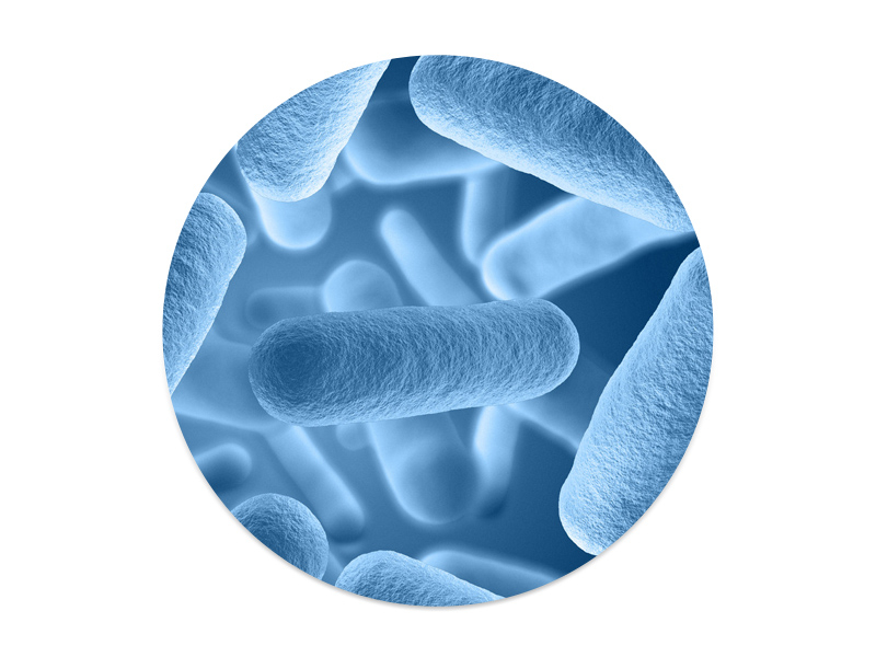 凝結(jié)魏茨曼氏菌