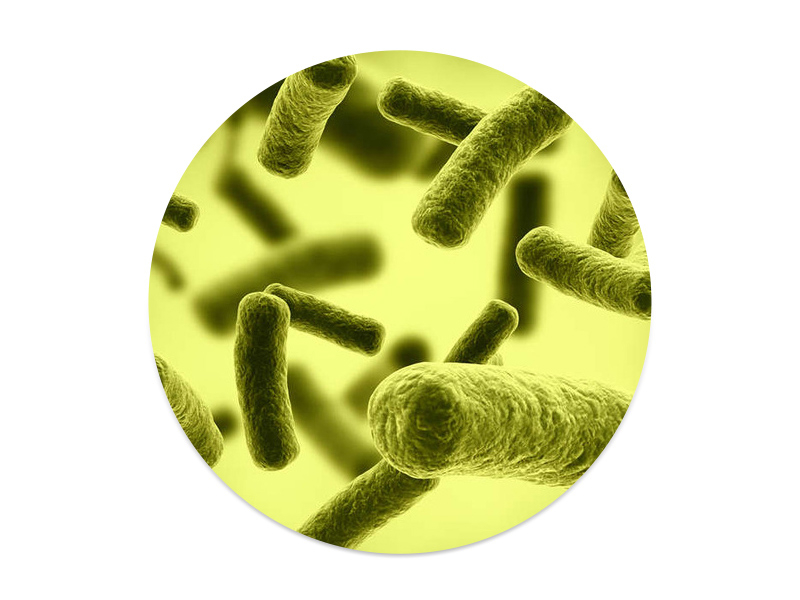 鼠李糖乳酪桿菌