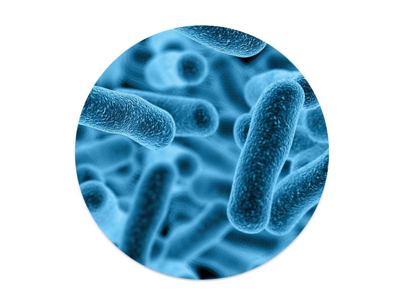 羅伊氏粘液乳桿菌