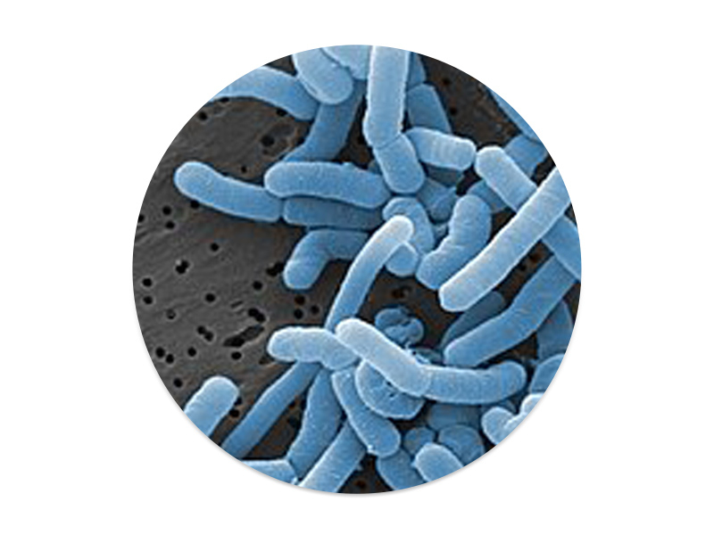 副干酪乳酪桿菌