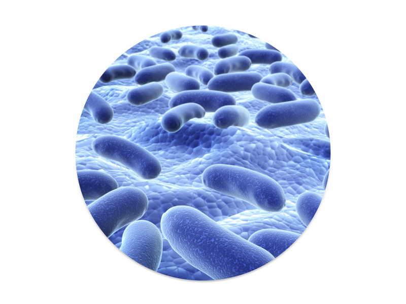 動(dòng)物雙歧桿菌乳亞種