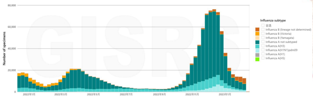 甲流疫情暴增194%！構筑免疫才能心不慌